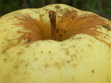 04 Pédoncule au 21 octobre 2006.